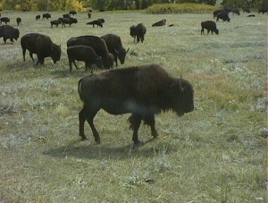 The bison herd in Custer SP, SD