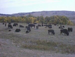 More of the herd