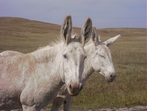 Wild burros in Custer SP