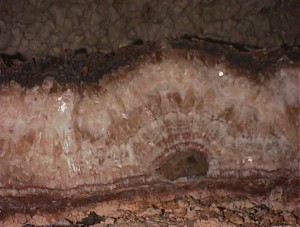 Cross section of a Jewel Cave formation