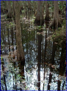 The Cypress Swamp in Highlands Hammock