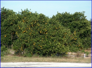 A commercial orange grove