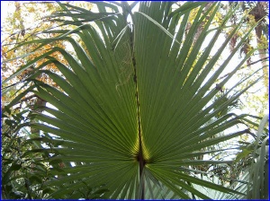 Palmetto leaf