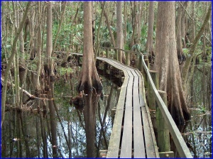 Boardwalk through the swamp