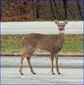A deer at Mammoth Cave NP
