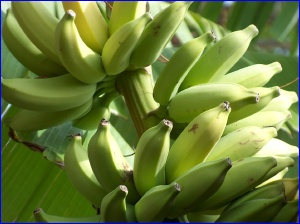 Green bananas