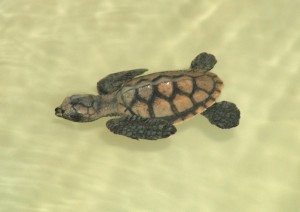One of the baby Hawksbill turtles