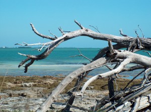 Driftwood on Ohio Key