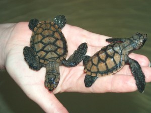 A handful of Hawksbill turtles
