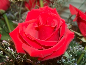 Closeup of one rose