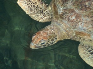 An adult Green turtle, just underwater