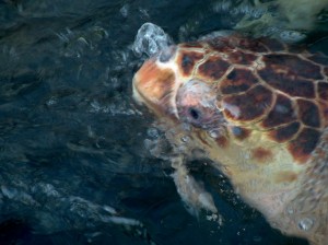 A Loggerhead blowing water out his nose