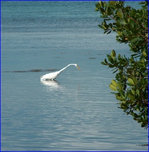 We could see this White Egret fishing from our camper.