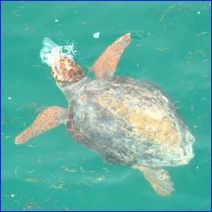 Loggerhead sea turtle, a good 4 feet long