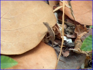 Small anole