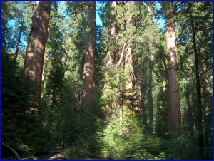 Young Sequoias