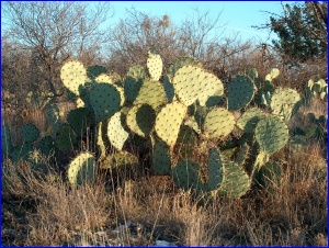 Cactus