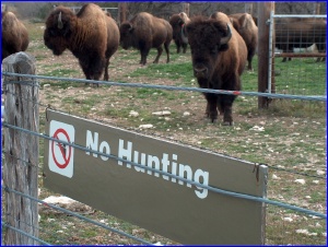 No Hunting the Bison