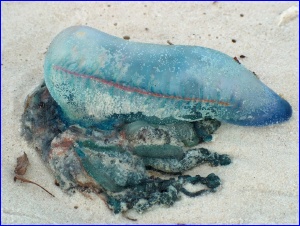 Blue jellyfish washed up on the beach