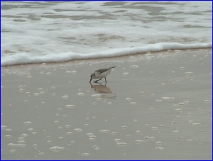 Snowy Plover at the waterline