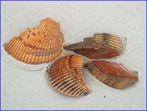 Shell shards on the beach