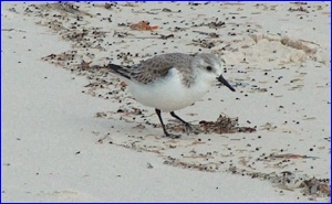 immature Snowy Plover