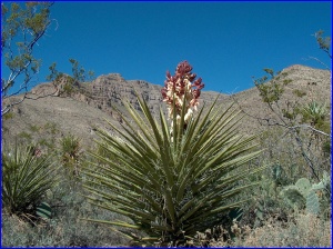 Blooming Yucca