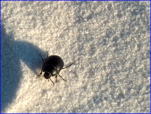 Small Beetle