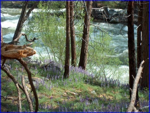River, Lupine