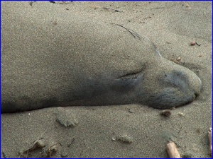 Elephant Seal Closeup