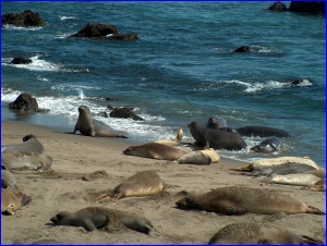 Elephant Seals In Water