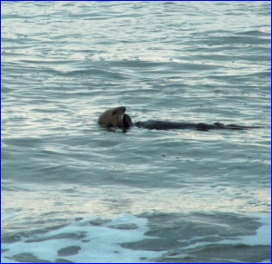 Otter On Back