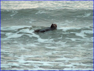 Otter On Wave