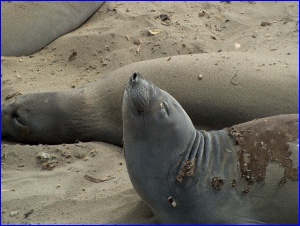 Stretching Seal