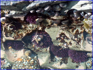 Purple Urchins