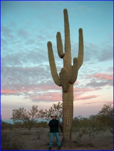Big Saguaro