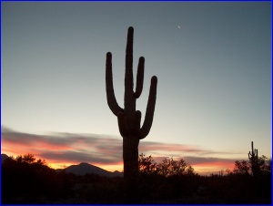 Dawn Saguaro