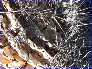 Dead Saguaro Spines