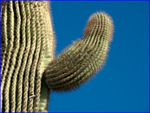 Saguaro Arm