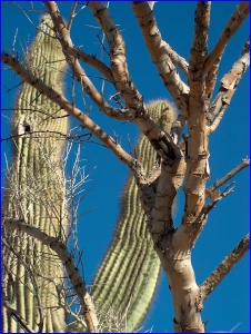 Tree & Saguaro