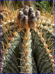 Ornate Cactus