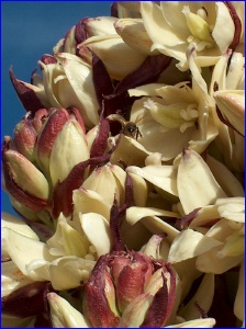 Yucca Closeup