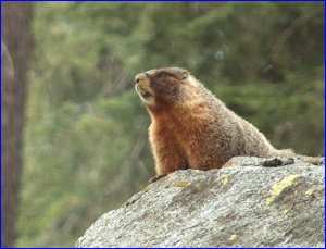 Chirping Marmot