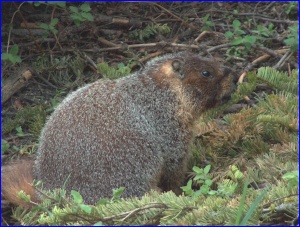 Marmot Closeup