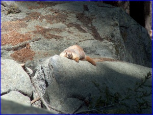 Marmot Sunning