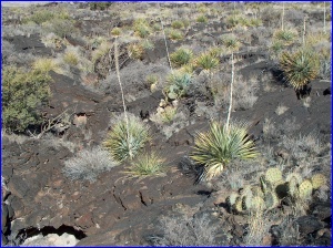 Valley of Fires Plants