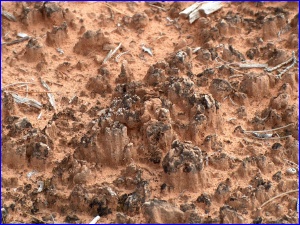 Cryptobiotic Soil Crust