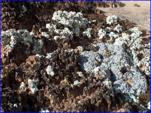 Lichen Covered Crypto