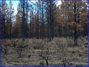 Burned Forest