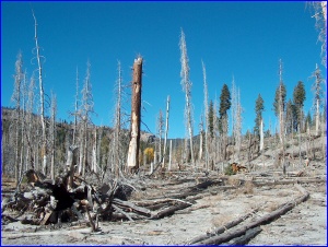 11 years after the Rainbow Fire